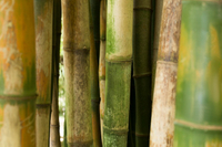 //inrorwxhrqqrjj5q-static.micyjz.com/cloud/jkBpnKnkjnSRkkknpkpijq/tropical-bamboo-forest-daylight_23.jpg