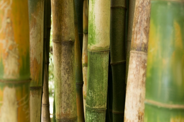 tropical-bamboo-forest-daylight_23-2149011374
