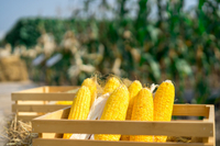 //inrorwxhrqqrjj5q-static.micyjz.com/cloud/lpBpnKnkjnSRkkkonloqjq/closeup-ear-yellow-dry-corn_56644.jpg
